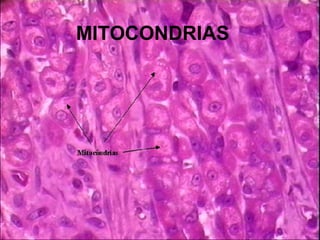 MITOCONDRIAS 