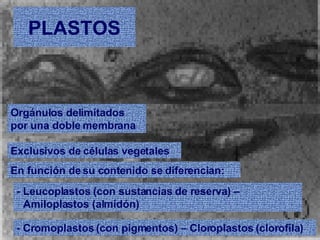 PLASTOS Exclusivos de células vegetales Orgánulos delimitados por una doble membrana En función de su contenido se diferencian: - Leucoplastos (con sustancias de reserva) – Amiloplastos (almidón) - Cromoplastos (con pigmentos) – Cloroplastos (clorofila) 