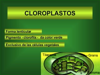 CLOROPLASTOS Forma lenticular Pigmento - clorofila -  da color verde Exclusivo de las células vegetales 