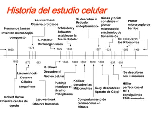 Historia del estudio celular  Robert Hooke Observa células de corcho Hermanos Jansen Inventan microscopio compuesto Leeuwenhoek Observa  Células sanguíneas Leeuwenhoek Observa protozoos L. Pasteur Microorganismos R. Brown Descubre el  Núcleo celular Schleiden y Schwann establecen la Teoría Celular Kolliker descubre las Mitocóndrias Comportamiento de cromosomas en mitosis Se descubre el Retículo endoplasmático Golgi descubre el Aparato de Golgi Ruska y Knoll construye el primer microscopio electrónico de transmisión Hillier perfecciona el MET consiguiendo 7000 aumentos Primer microscopio de barrido 1650 1655 1673 1683 1674 Leeuwenhoek Observa bacterias 1822 1833 1838 1840 Purkinje introduce el término Protoplasma 1857 1879 1897 1898 1931 1951 1937 1956 1965 Se descubren los Lisosomas Se descubren los Ribosomas 