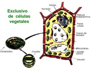 Exclusivo  de  células vegetales 