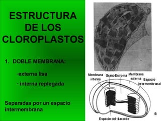 ESTRUCTURA  DE LOS  CLOROPLASTOS  DOBLE MEMBRANA: externa lisa interna replegada Separadas por un espacio intermembrana 