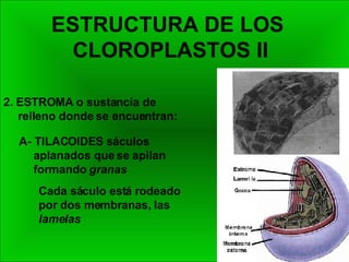 ESTRUCTURA DE LOS  CLOROPLASTOS II 2. ESTROMA o sustancia de relleno donde se encuentran: A- TILACOIDES sáculos aplanados que se apilan formando  granas Cada sáculo está rodeado por dos membranas, las  lamelas 