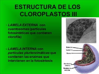 ESTRUCTURA DE LOS  CLOROPLASTOS III LAMELA EXTERNA  con  cuantosomas  (partículas fotosintéticas que contienen clorofila) - LAMELA INTERNA  con  partículas plurienzimáticas  que contienen las enzimas que intervienen en la fotosíntesis 