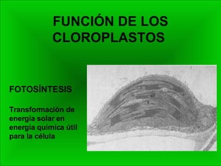 FUNCIÓN DE LOS CLOROPLASTOS  FOTOSÍNTESIS Transformación de energía solar en energía química útil para la célula 