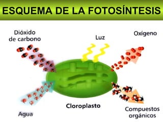 ESQUEMA DE LA FOTOSÍNTESIS 