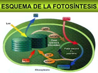 ESQUEMA DE LA FOTOSÍNTESIS 