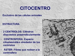 CITOCENTRO Exclusivo de las células animales   ESTRUCTURA 2 CENTRIOLOS: Cilindros dispuestos perpendicularmente  CENTROSFERA: Espacio citoplasmático alrededor de los centríolos ÁSTER: Fibras que rodean a la centrosfera 