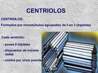 CENTRIOLOS CENTRIOLOS: Formados por microtúbulos agrupados de 3 en 3 ( tripletes) - posee 9 tripletes  - dispuestos de manera radial - unidos por unos puentes Cada centríolo: 