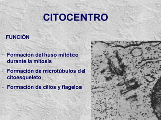 CITOCENTRO FUNCIÓN Formación del huso mitótico durante la mitosis  Formación de microtúbulos del citoesqueleto Formación de cilios y flagelos 