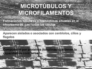 MICROTÚBULOS Y MICROFILAMENTOS F ormaciones tubular es  o filamentosa s   situadas  en el  citoplasma  de  casi  todas las células Aparecen  aislados o asociados con centríolos, cilios y flagelos C ompuestos por proteínas  ( tubulinas )   que  tienen la capacidad de contraerse 
