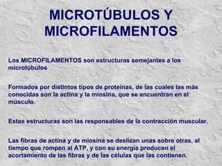 MICROTÚBULOS Y MICROFILAMENTOS Los  MICROFILAMENTOS  son estructuras semejantes a los microtúbulos F ormados por distintos tipos de proteínas, de las cuales las más conocidas son la actina y la miosina, que se encuentran en el músculo.  Estas estructuras son las responsables de la contracción muscular. Las fibras de actina y de miosina se deslizan unas sobre otras, al tiempo que rompen al ATP, y con su energía producen el acortamiento de las fibras y de las células que las contienen.  