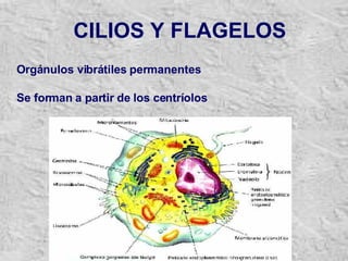 CILIOS Y FLAGELOS Orgánulos vibrátiles permanentes  Se forman a partir de los centríolos 