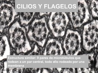 CILIOS Y FLAGELOS Estructura similar: 9 pares de microtúbulos que rodean a un par central, todo ello rodeado por una membrana 