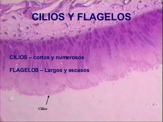 CILIOS Y FLAGELOS CILIOS – cortos y numerosos FLAGELOS – Largos y escasos   