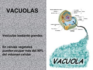 VACUOLAS Vesículas bastante grandes En células vegetales pueden ocupar más del 90% del volumen celular 