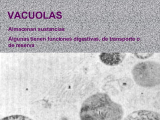 VACUOLAS Almacenan sustancias Algunas tienen funciones digestivas, de transporte o de reserva   