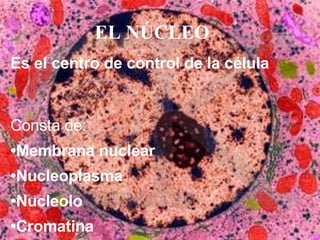 EL NÚCLEO Consta de: • Membrana nuclear • Nucleoplasma • Nucleolo    • Cromatina Es el centro de control de la célula     