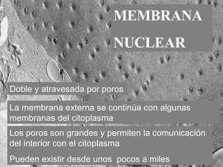 MEMBRANA NUCLEAR Doble y atravesada por poros   Los poros son grandes y  permiten la comunicación del interior con el citoplasma  Pueden existir desde unos  pocos a miles La membrana externa se continúa con algunas membranas del citoplasma 