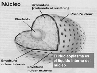 El Nucleoplasma es el líquido interno del núcleo 