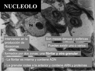 NUCLEOLO Son masas densas y esféricas formados por dos zonas: una  fibrilar y otra granular - La fibrilar es interna y contiene ADN - La granular rodea a la anterior y contiene ARN y proteínas Intervienen en la producción de ribosomas Pueden existir uno o varios 