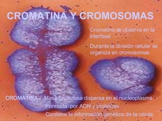 CROMATINA Y CROMOSOMAS Cromatina se observa en la interfase Durante la división celular se organiza en cromosomas CROMATINA -  Masa granulosa dispersa en el nucleoplasma  Formada  por ADN y proteínas   Contiene la información genética de la célula   