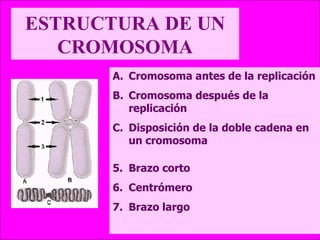 ESTRUCTURA DE UN CROMOSOMA Cromosoma antes de la replicación Cromosoma después de la replicación Disposición de la doble cadena en un cromosoma Brazo corto Centrómero Brazo largo 