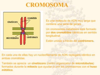CROMOSOMA E s una molécula de ADN muy larga que contiene una serie de genes. Un cromosoma metafásico está formado por  dos cromátidas  idénticas en sentido longitudinal.  Están unidas a través del  centrómero .  En cada una de ellas hay un nucleofilamento de ADN replegado idéntico en ambas cromátidas.  También se aprecia  un  cinetócoro  (centro organizador de  microtúbulos ) formados durante la  mitosis  que ayudan a unir los cromosomas con el  huso mitótico .  