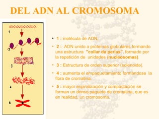 DEL ADN AL CROMOSOMA 1   :  molécula de ADN,  2 :   ADN unido a proteínas globulares formando una estructura  "collar de perlas" , formado por la repetición de  unidades ( nucleosomas) .  3 :  Estructura de orden superior (solenoide).  4 :  aumenta el empaquetamiento formándose  la fibra de cromatina.  5 :  mayor espiralización y compactación se forman un denso paquete de cromatina, que es en realidad, un cromosoma.  