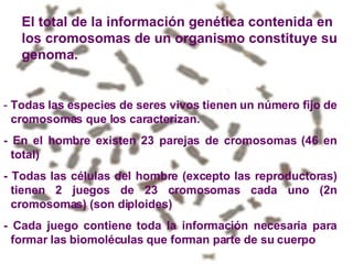 El total de la información genética contenida en los cromosomas de un organismo constituye su genoma. -  Todas las especies de seres vivos tienen un número fijo de cromosomas que los caracterizan. - En el hombre existen 23 parejas de cromosomas (46 en total)  - Todas las células del hombre (excepto las reproductoras) tienen 2 juegos de 23 cromosomas cada uno (2n cromosomas) (son diploides) - Cada juego contiene toda la información necesaria para formar las biomoléculas que forman parte de su cuerpo 