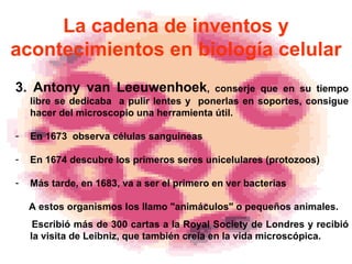 La cadena de inventos y acontecimientos en biología celular 3.  Antony van Leeuwenhoek , conserje que en su tiempo libre se dedicaba  a pulir lentes y  ponerlas en soportes ,  consigue hacer del microscopio una herramienta útil.  En 1673  obser v a  células  sang uineas E n 1674 descubr e  los primeros seres unicelulares  ( protozoos ) Más tarde , en 1683,  va a ser el primero en ver bacterias A estos  organismos los llam o  "animáculos" o pequeños animales.  Escribió más de 300 cartas a la Royal Society de Londres y recibió la visita de Leibniz, que también creía en la vida microscópica. 