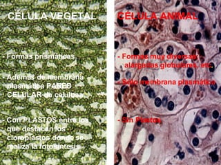 CÉLULA VEGETAL CÉLULA ANIMAL - Además de membrana plasmática PARED CELULAR de celulosa - Sólo membrana plasmática - Con PLASTOS entre los que destacan los  cloroplastos donde se realiza la fotosíntesis - Formas prismáticas - Formas muy diversas: alargadas globulares, etc . - Sin Plastos 