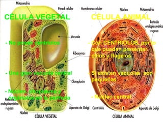 CÉLULA VEGETAL CÉLULA ANIMAL   - No posen centriolos - Con CENTRIOLOS, por lo que pueden presentar cilios y flagelos - Núcleo central - Núcleo, citoplasma y orgánulos en la periferia - Si existen vacuolas  son pequeñas - Una gran vacuola central 