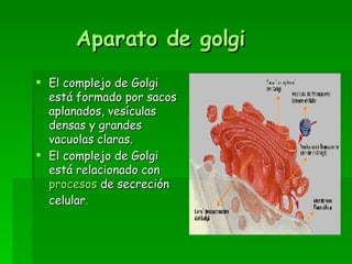 Aparato de golgi El complejo de Golgi está formado por sacos aplanados, vesículas densas y grandes vacuolas claras.  El complejo de Golgi está relacionado con  procesos  de secreción celular .  