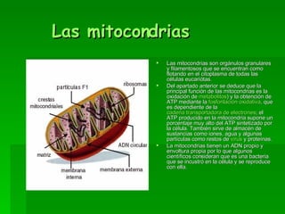 Las mitocondrias Las mitocondrias son orgánulos granulares y filamentosos que se encuentran como flotando en el citoplasma de todas las células eucariótas.  Del apartado anterior se deduce que la principal función de las mitocondrias es la oxidación de  metabolitos ) y la obtención de ATP mediante la  fosforilación oxidativa , que es dependiente de la  cadena transportadora de electrones ; el ATP producido en la mitocondria supone un porcentaje muy alto del ATP sintetizado por la célula. También sirve de almacén de sustancias como iones, agua y algunas partículas como restos de  virus  y proteínas.  La mitocondrias tienen un ADN propio y envoltura propia por lo que algunos científicos consideran que es una bacteria que se incustró en la célula y se reproduce con ella. 