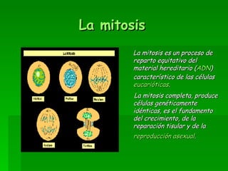 La mitosis <ul><li>La mitosis es un proceso de reparto equitativo del material hereditario ( ADN ) característico de las c...