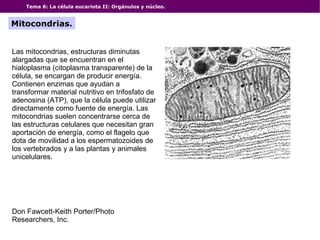 Tema 6: La célula eucariota II: Orgánulos y núcleo. Mitocondrias. Don Fawcett-Keith Porter/Photo Researchers, Inc. Las mitocondrias, estructuras diminutas alargadas que se encuentran en el hialoplasma (citoplasma transparente) de la célula, se encargan de producir energía. Contienen enzimas que ayudan a transformar material nutritivo en trifosfato de adenosina (ATP), que la célula puede utilizar directamente como fuente de energía. Las mitocondrias suelen concentrarse cerca de las estructuras celulares que necesitan gran aportación de energía, como el flagelo que dota de movilidad a los espermatozoides de los vertebrados y a las plantas y animales unicelulares. 