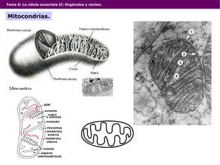 Tema 6: La célula eucariota II: Orgánulos y núcleo. Mitocondrias. 