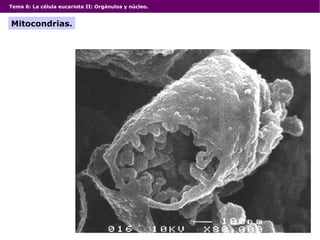 Tema 6: La célula eucariota II: Orgánulos y núcleo. Mitocondrias. 