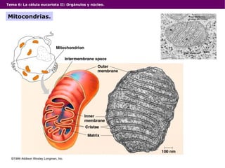 Tema 6: La célula eucariota II: Orgánulos y núcleo. Mitocondrias. 