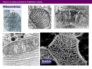Tema 6: La célula eucariota II: Orgánulos y núcleo. Mitocondrias. 