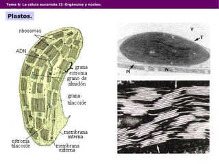Tema 6: La célula eucariota II: Orgánulos y núcleo. Plastos. 