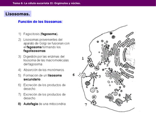Tema 6: La célula eucariota II: Orgánulos y núcleo. Lisosomas. 