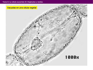 Tema 6: La célula eucariota II: Orgánulos y núcleo. 
