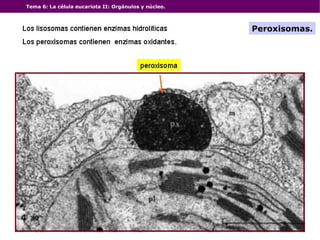 Tema 6: La célula eucariota II: Orgánulos y núcleo. Peroxisomas. 
