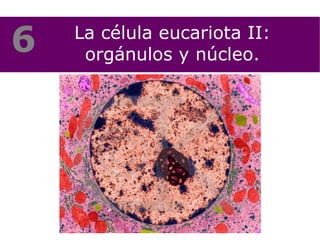 La célula eucariota II: orgánulos y núcleo. 6 