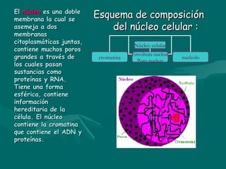 El  núcleo  es una doble membrana la cual se asemeja a dos membranas citoplasmáticas juntas, contiene muchos poros grandes...