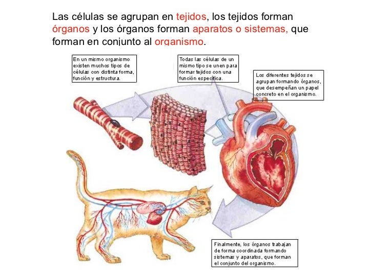 La célula. Unidad fundamental de la vida