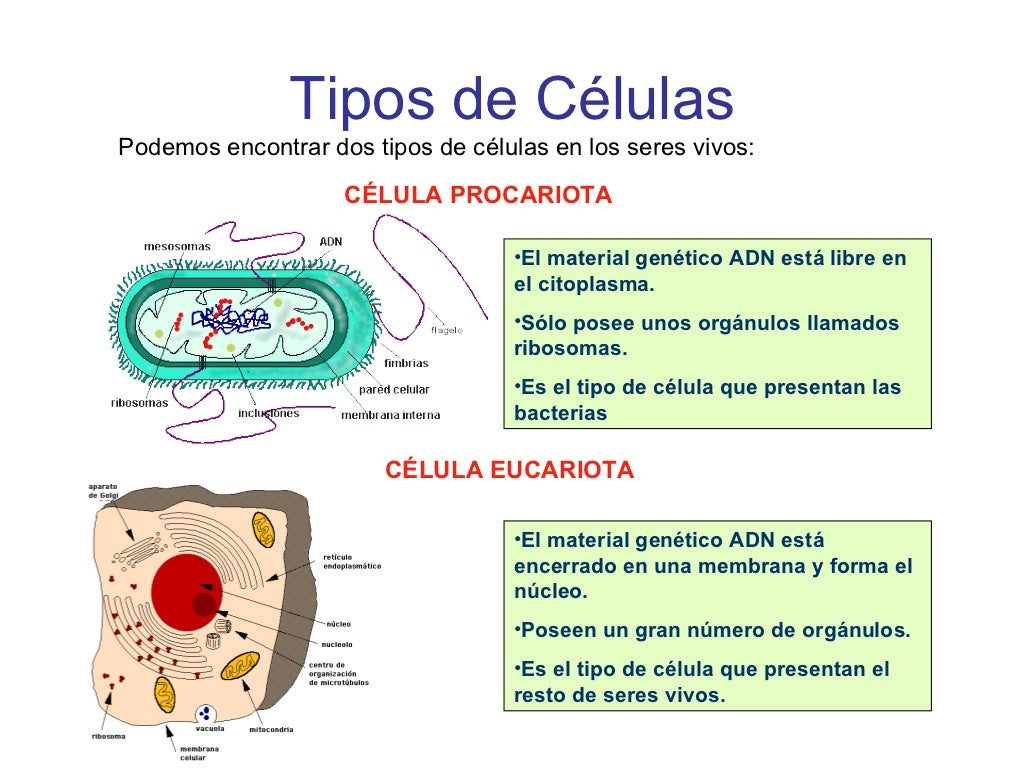La célula. Unidad fundamental de la vida