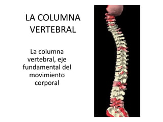 LA COLUMNA
VERTEBRAL
La columna
vertebral, eje
fundamental del
movimiento
corporal
 